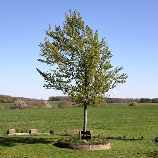 1 Weißbuche Schimpferwasen