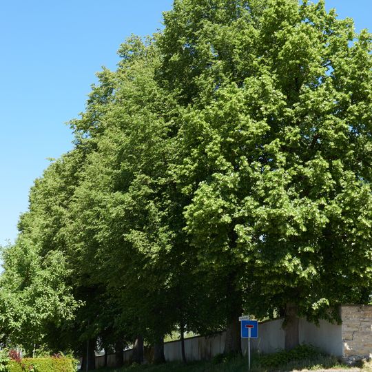 Lindenreihe Friedhof