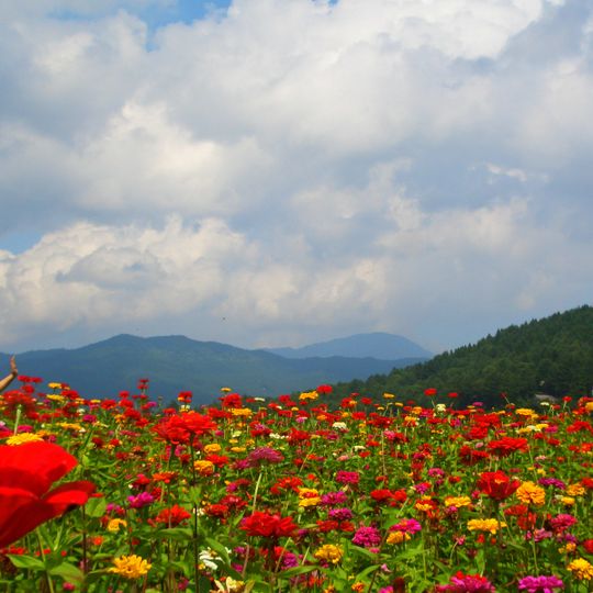 Hana no Miyako Flower Park