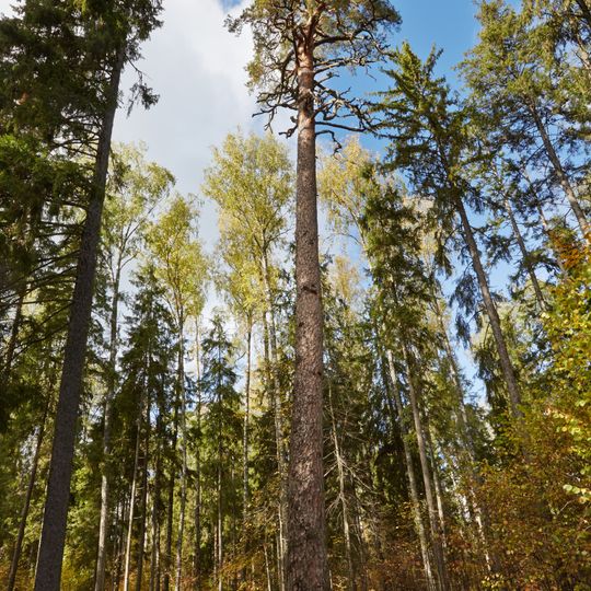 Järvselja Nature Reserve