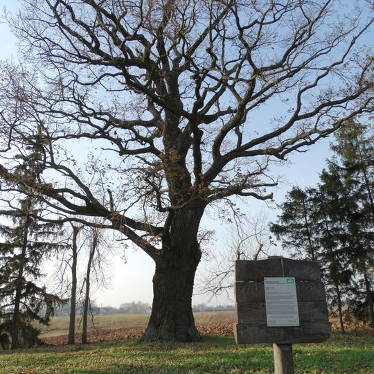 Girniūnų ąžuolas