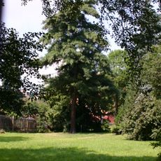 Borovice Schwerinova v Mostě