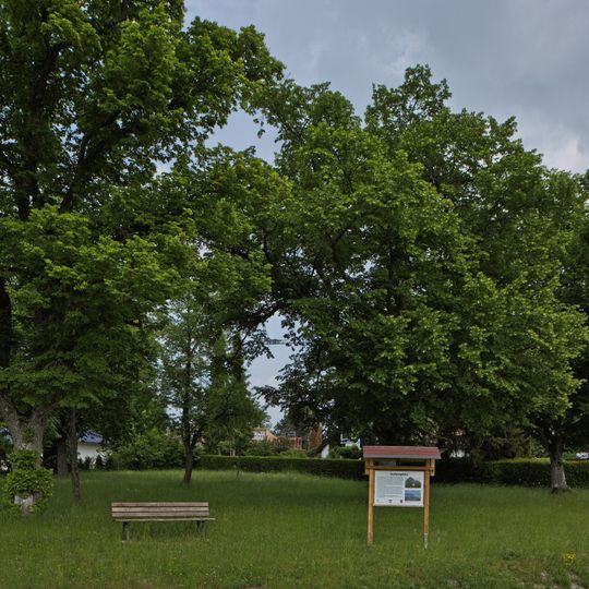 Linden am Sedanplatz