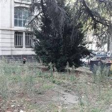 Albero