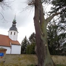 Naturdenkmal Sommerlinde in Lieskau