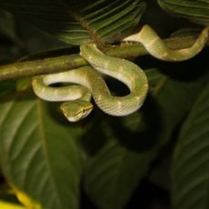Nationalpark Bukit Baka-Bukit Raya