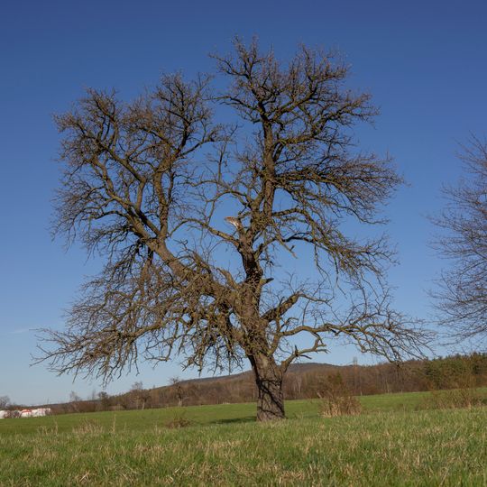 Hrušeň v Hostomicích