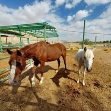 Red Mountain Therapeutic Riding Center