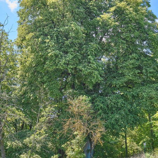 Lípa u Pístovského památníku