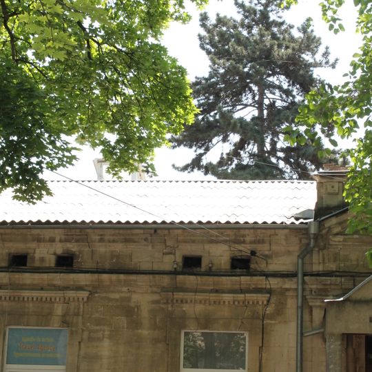 Pinus nigra on Iorga street, Chișinău