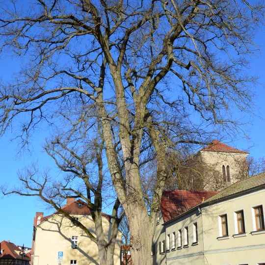 Naturdenkmal 2 Flatter-Ulmen Georg-Kurtze-Straße Ecke Predigerstraße in Strausberg