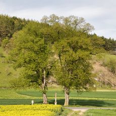 2 Linden Grabenäcker