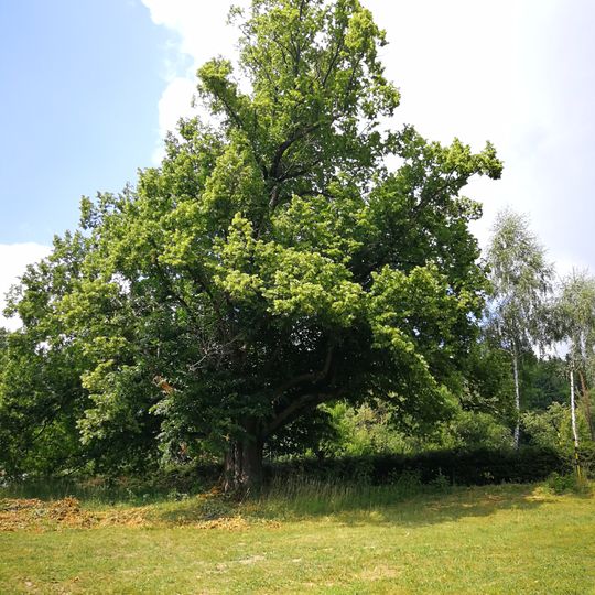 Lípa ve Víchové nad Jizerou