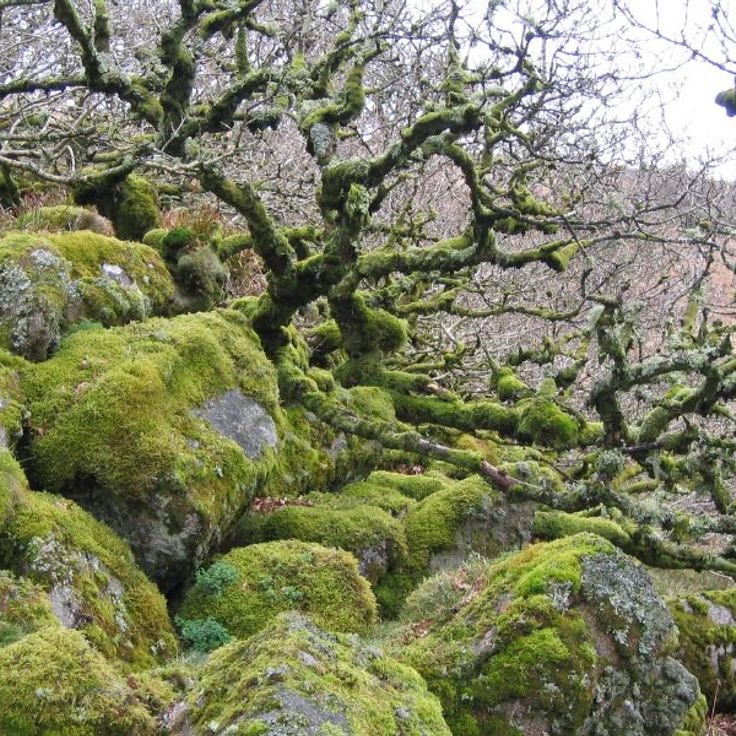 La foresta di Wistman