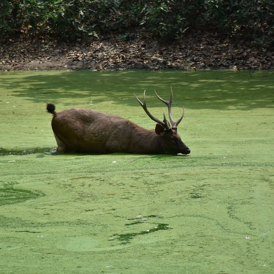 Phnom Tamao Wildlife Rescue Centre