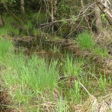 Jägersburger Wald und Königsbruch bei Homburg