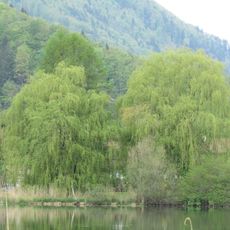 Eglsee samt angrenzender Niedermoorflächen