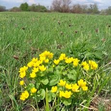 Naditychi botanical sanctuary