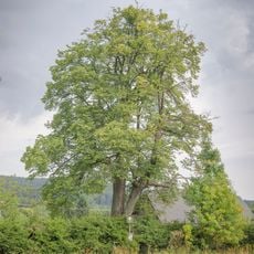 Lípa u Remešů
