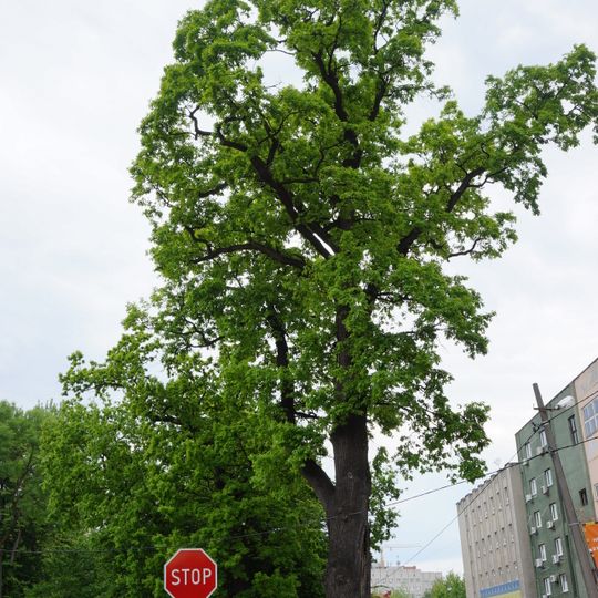 Age group oaks, remnants of natural oak forests