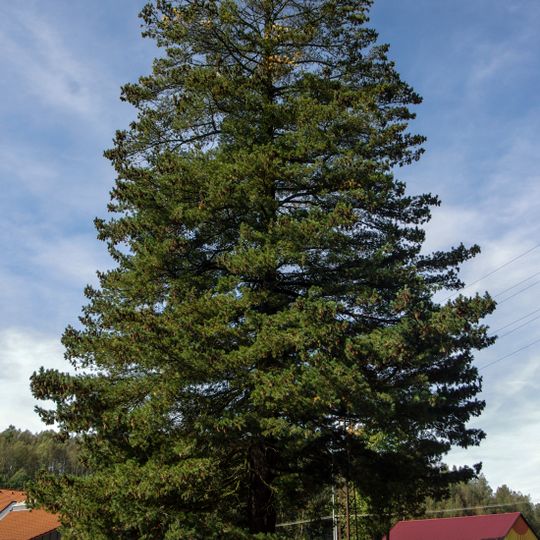 Borovice rumelská v Kraslicích