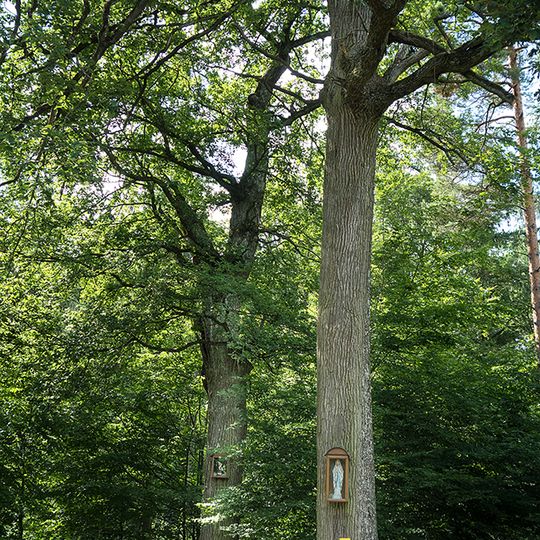 Silberne Eiche, Schönberg am Kamp