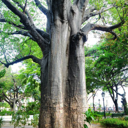 Baobab in Passeio Público