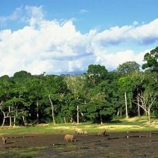 Northwestern Congolian lowland forests