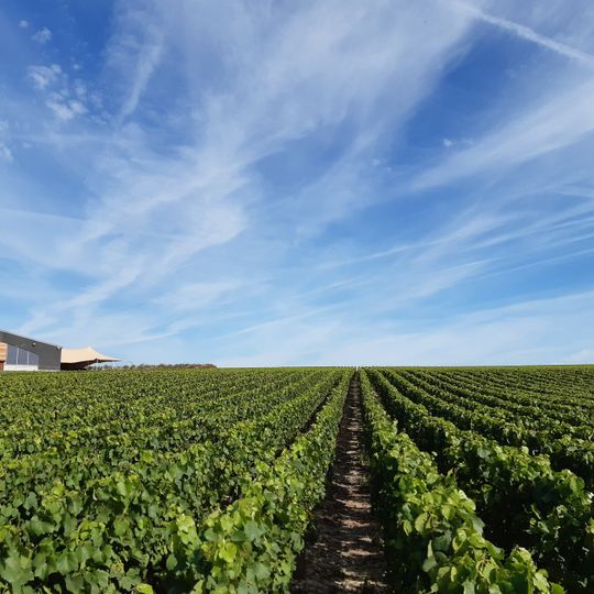 Vignoble des Agaises