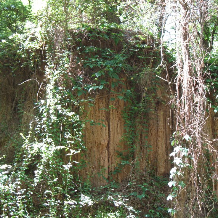 Mississippi Petrified Forest