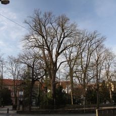 Duby v Palackého sadech