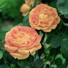 Roseraie de Montauban