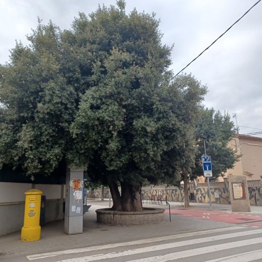 Alzina de Santa Maria