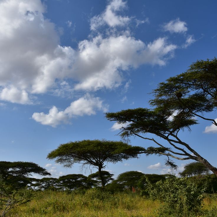Sanctuaire de la faune de Yabelo