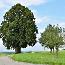 Kapellenlinde beim Lindnerhof