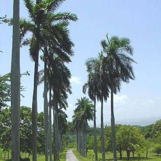 Jardín Botánico de Cienfuegos