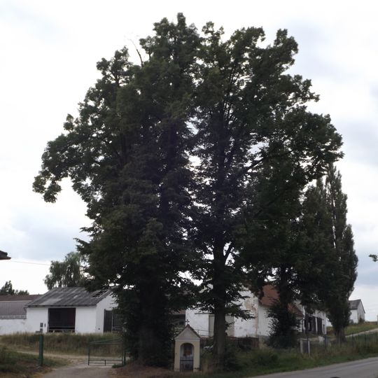 Lípy u kapličky v Lišném Dvoře