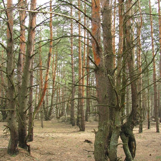 Межигірсько-Пуща-Водицький заказник
