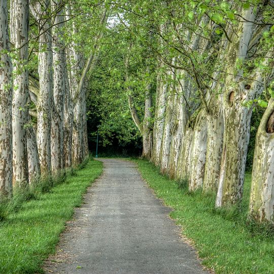 Platanové stromořadí - Hlavní alej I Strážnice
