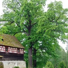 Duby u statku Tuřany čp. 3