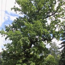 Dub v Horní Branné