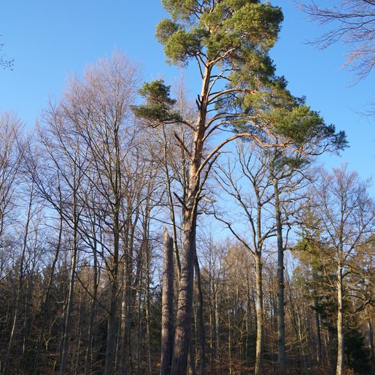 Forchenzwilling im Hochberg