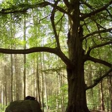 Dolmens of Cammin Forest