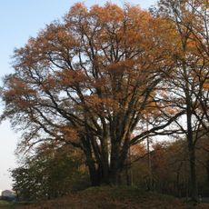 Naturdenkmal Sieben-Brüder-Eiche