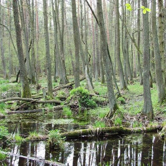 Foresta di Kampinos