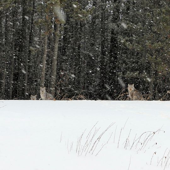 Parc provincial sauvage Chinchaga