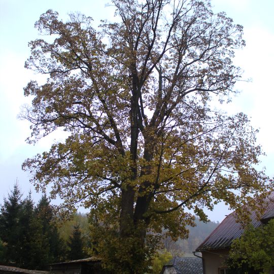 Klen v Dětřichovicích