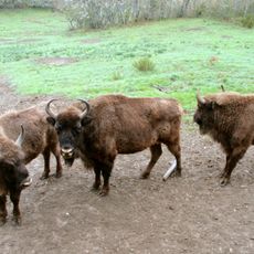 Centro de Interpretación del Bisonte Europeo