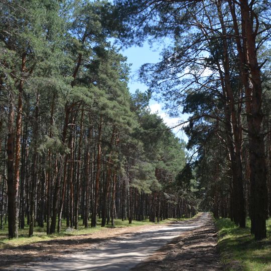 Malokhovskyy forest