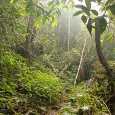 Sumatran montane rain forests